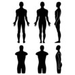 Male mannequin outlined silhouette torso