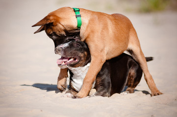 Wall Mural - two puppies playing