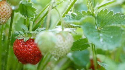 Wall Mural - Strawberry fruits on the branch with morning dew. Shot with motorized slider. UHD, 4K