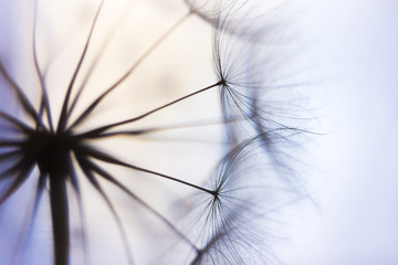 dandelion