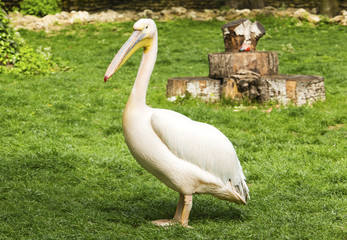 Pelican in zoo