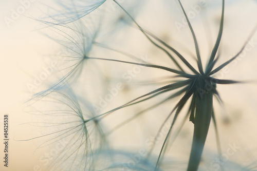 Nowoczesny obraz na płótnie dandelion