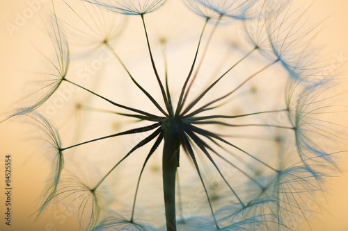 Nowoczesny obraz na płótnie dandelion