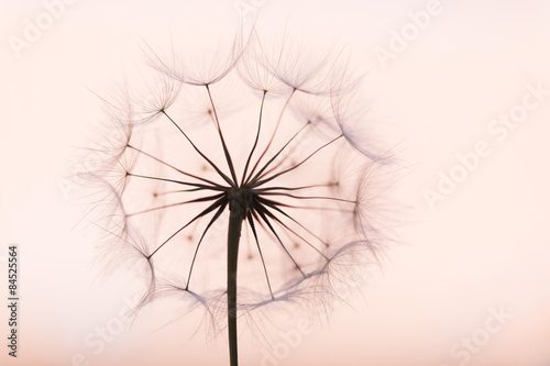 Naklejka nad blat kuchenny dandelion