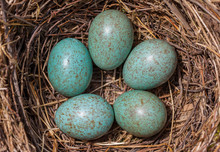 Bird's (Blackbird) Nest - Five Turquoise Speckled Eggs In The Nest.