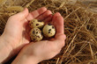 Quail eggs in the child's hands against a dry grass