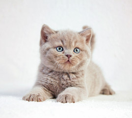 Wall Mural - portrait of british short hair kitten