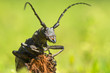 © tutye - An adult of Morimus funereu staying on a branch