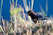 Brewer's Blackbird Hunting For Insects In The Tall Grass