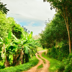 Wall Mural - Road in Jungle