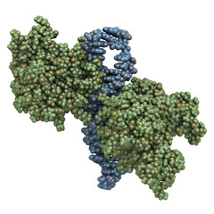 Poster - NF-kB protein