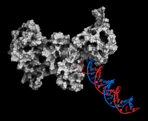 Canvas Print - Poly (ADP-ribose) polymerase 1 (PARP-1) DNA damage detection