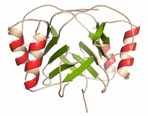 Wall Mural - Platelet factor 4 (PF-4) chemokine protein.