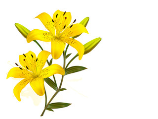 Aufkleber - Flower Background With Yellow Beautiful Lilies. Vector.