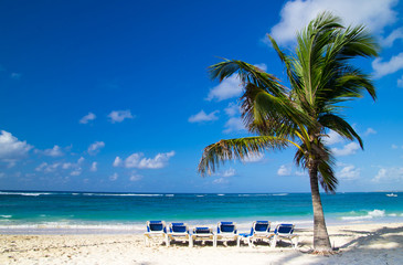 Beach chairs under palm