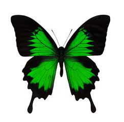 Canvas Print - single bright green butterfly