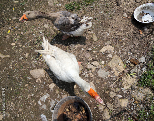 Fotografie, Obraz two geese in the yard of the farm quacking