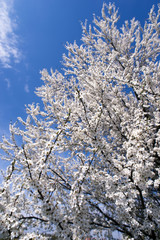 Wall Mural - blossom tree V