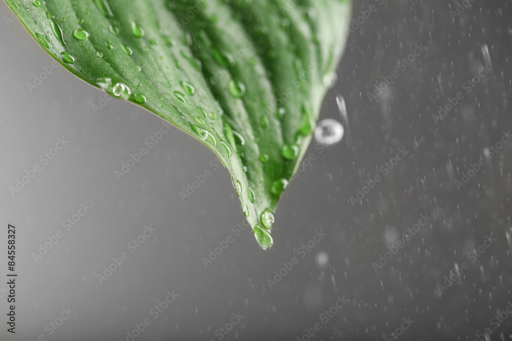 Green leaf with droplets