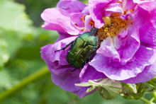 Cute Green Chafer Climb On The Pink Rose Petal