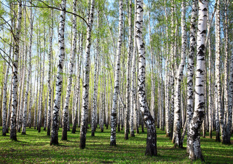 Fototapete - Evening spring forest with first greens