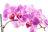 Fototapeta Storczyk - orchid flower, Phalaenopsis