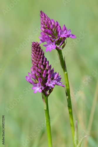 Naklejka na szybę Orchidee selvatiche - Wild orchids