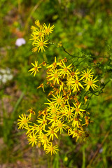 Poster - Yellow Flowers