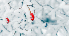 Rose Hips Covered With Snow