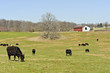 Maryland rural farm with cows grazing in field