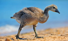 Baby Canada Goose Walking Along A Beach On The Chesapeake Bay
