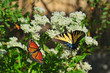 Monarch and Swallowtail Butterflies on milkweed plants
