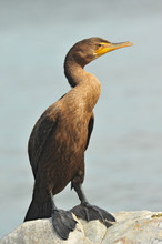 Double Crested Cormorant On Rock