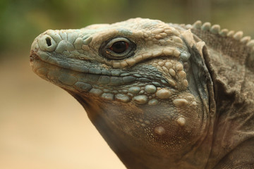 Naklejka na meble Blue iguana (Cyclura lewisi)