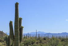 Many Saguaro Cacti Blooming In The Desert With Blue Sky And Mountain Background