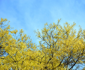 Wall Mural - Autumn trees with yellowing leaves against the sky