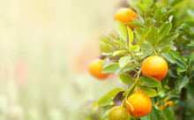Mandarin Fruits On A Tree
