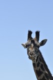 Fototapeta Sawanna - głowa żyrafy