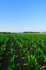 Wall Mural - Green corn field in the morning