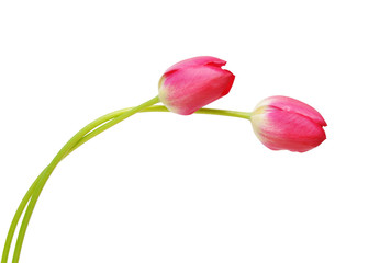 Wall Mural - Flowers