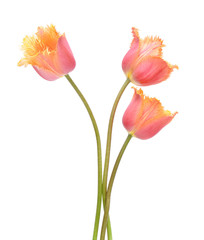 Wall Mural - Flowers