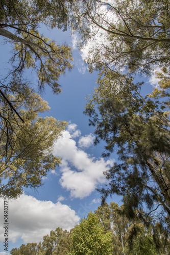 Fotografia, Obraz View of eucalyptus trees against a blue sky with white clouds.