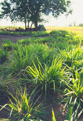 Wall Mural - green grass