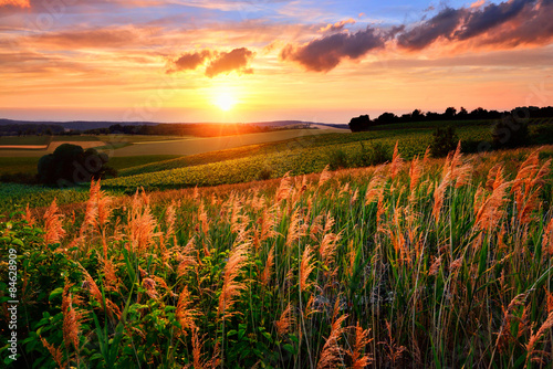 Fototapeta na wymiar The setting sun paints the sky and vegetation red