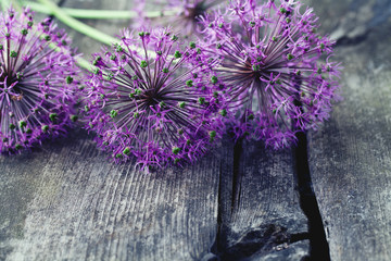 Wall Mural - alium flowers on wooden surface