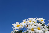 daisy flowers blue sky - daisies