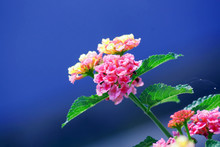 Lovely Colorfull Lantana Flower