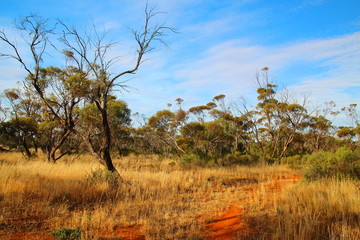 Canvas Print - Australian bush