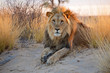 canvas print picture Big male African lion, Kalahari desert