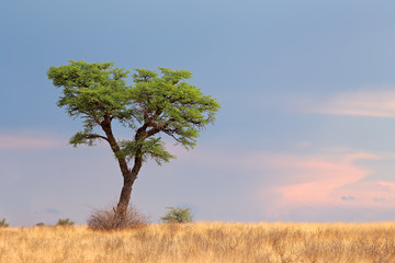 Wall Mural - African Acacia tree, Kalahari desert